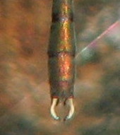 Chalcolestes viridis o parvidens?